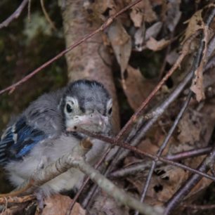 Work and Travel, USA, Mládě sojky severoamerické před tím než se naučí létat, autor: Jakub Kapoun