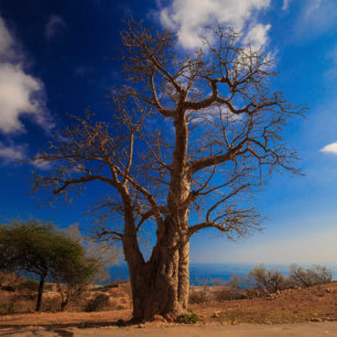Majestátný baobab