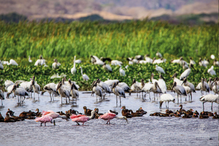 Spolek Prales dětem, aktivity v Kostarice, autor: Milan Jeglík