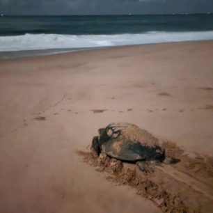 Chráníme mořské želvy, Srí Lanka, autor: Hana Svobodová
