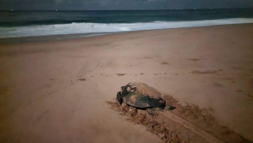 Chráníme mořské želvy, Srí Lanka, autor: Hana Svobodová