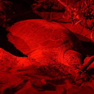 Chráníme mořské želvy, Srí Lanka, autor: Hana Svobodová