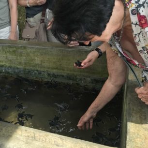 Chráníme mořské želvy, Srí Lanka, autor: Hana Svobodová