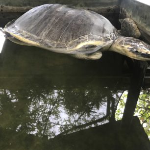 Chráníme mořské želvy, Srí Lanka, autor: Hana Svobodová