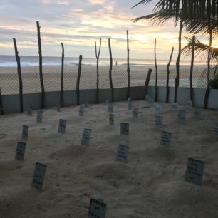 Chráníme mořské želvy, Srí Lanka, autor: Hana Svobodová