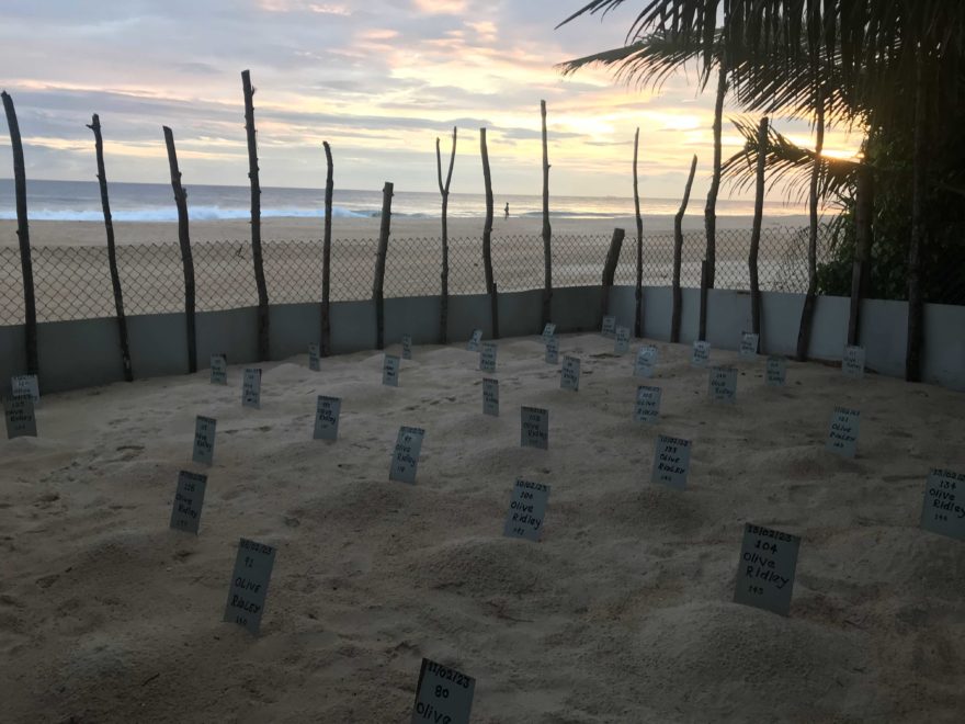 Chráníme mořské želvy, Srí Lanka, autor: Hana Svobodová