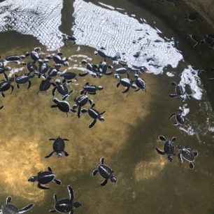 Chráníme mořské želvy, Srí Lanka, autor: Hana Svobodová