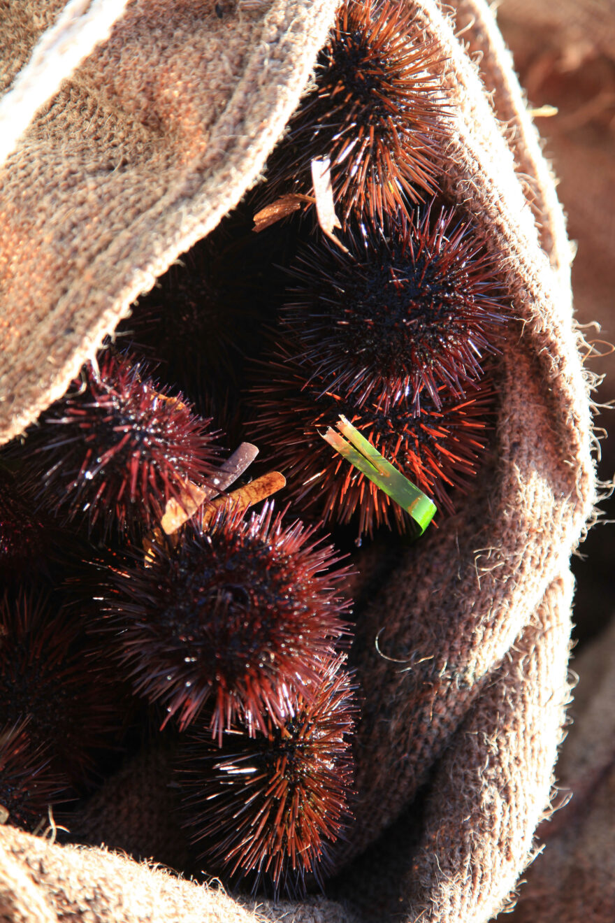 Mořský ježek - Korsika