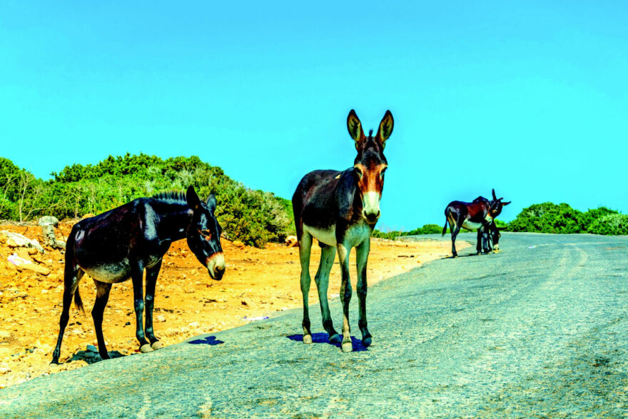 Severní Kypr, autor: Shutterstock