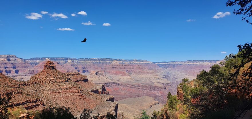 Golden eagle (orel skalní)