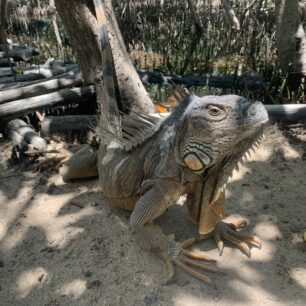 Iguana Eco Park