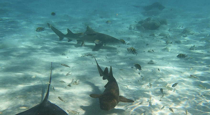 Plavání se žraloky v Hol Chan Marine a jeden "zatoulaný" nechtěný žralok