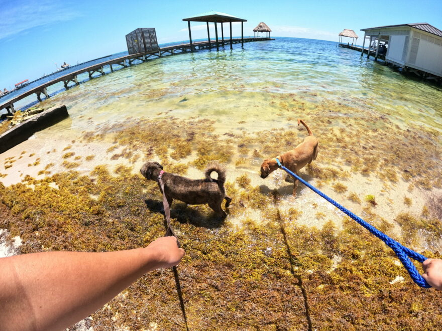 Venčení psů z útulku na ostrově Ambergris