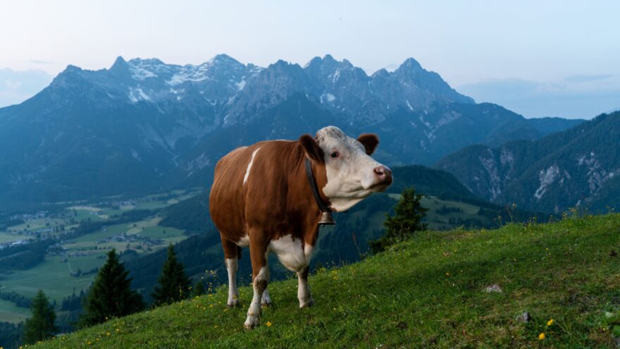 Typické panorama Tyrol, všudypřítomný skot a panorama hor. Bauchensteinwand