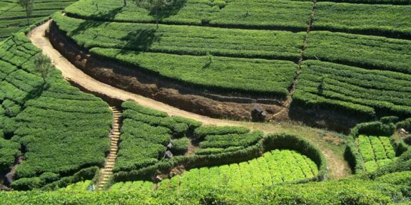 Pralesy, drahokamy a krásy Srí Lanky, Jeroným Lešner