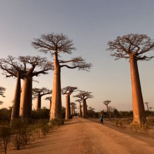 Alej baobabů. Foto: Omar Jamaein