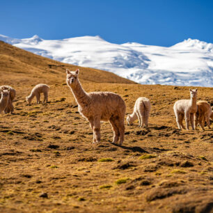 Roztomilé lamy alpaky k peruánským Andám neodmyslitelně patří. Foto: Pavel Svoboda