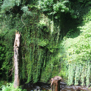 Zelená džungle v národním lese v Glen Maye