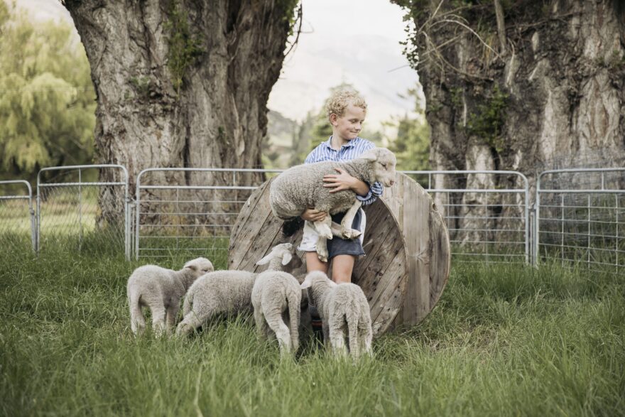 Ovce plemene Merino jsou proslulé svou hedvábně jemnou vlnou