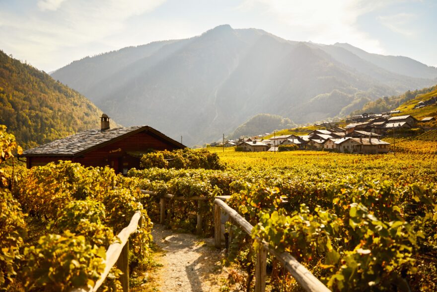 Vinice Lavaux v regionu ženevského jezera. Foto: Giglio Pasqua