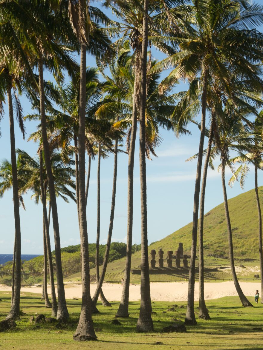 Palmový háj není pro Velikonoční ostrov obvyklý. Výjimku najdete na pláži Anakena