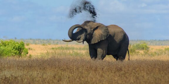 Za zvířaty a diamanty do Krugerova parku