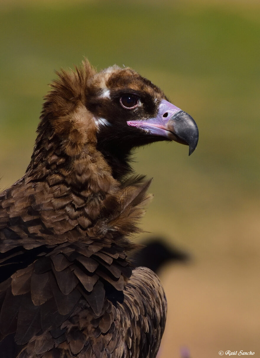 NP Monfrague, černý sup. Foto: Zuzana Churanová