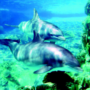 Egypt, Rudé moře, delfíni, Marsa Alam, autor: CK Blue Style