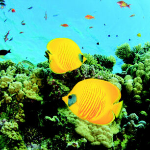 Egypt, Rudé moře, žluté rybky, Marsa Alam, autor: CK Blue Style