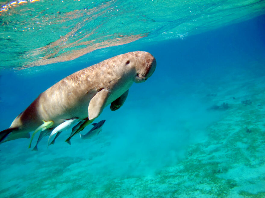 Egypt, Rudé moře, dugong, Marsa Alam, autor: CK Blue Style