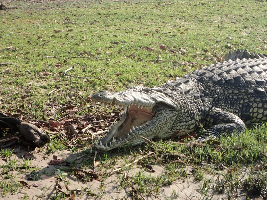 Safari na vlastní pěst