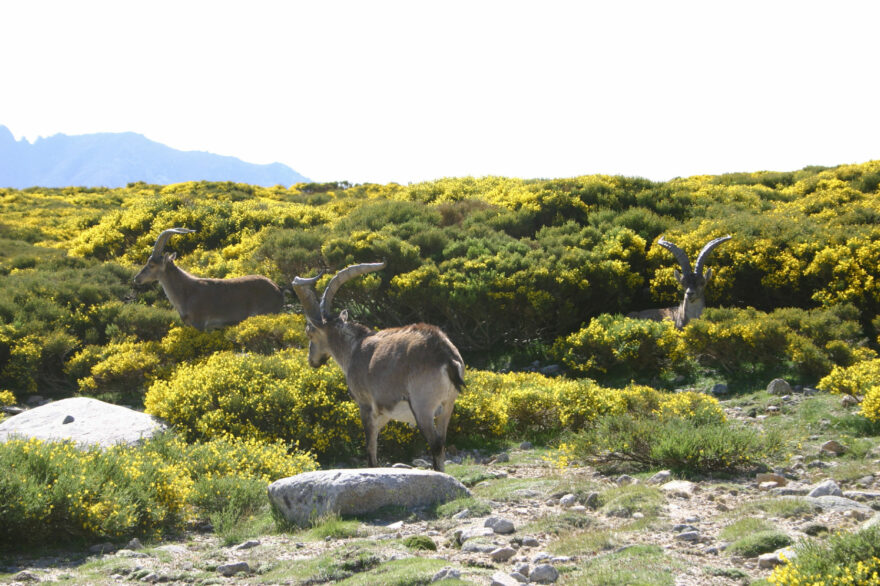 Bohoyo. Foto: Fundación Patrimonio Natural de CyL