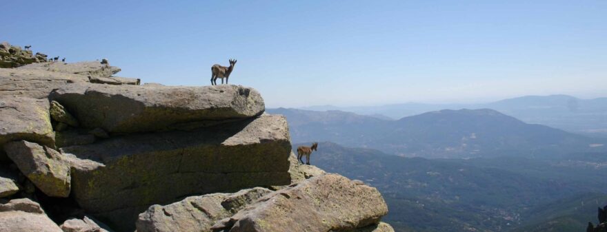 Zvířata v Sierra de Gredos. Foto: Fundación Patrimonio Natural de CyL