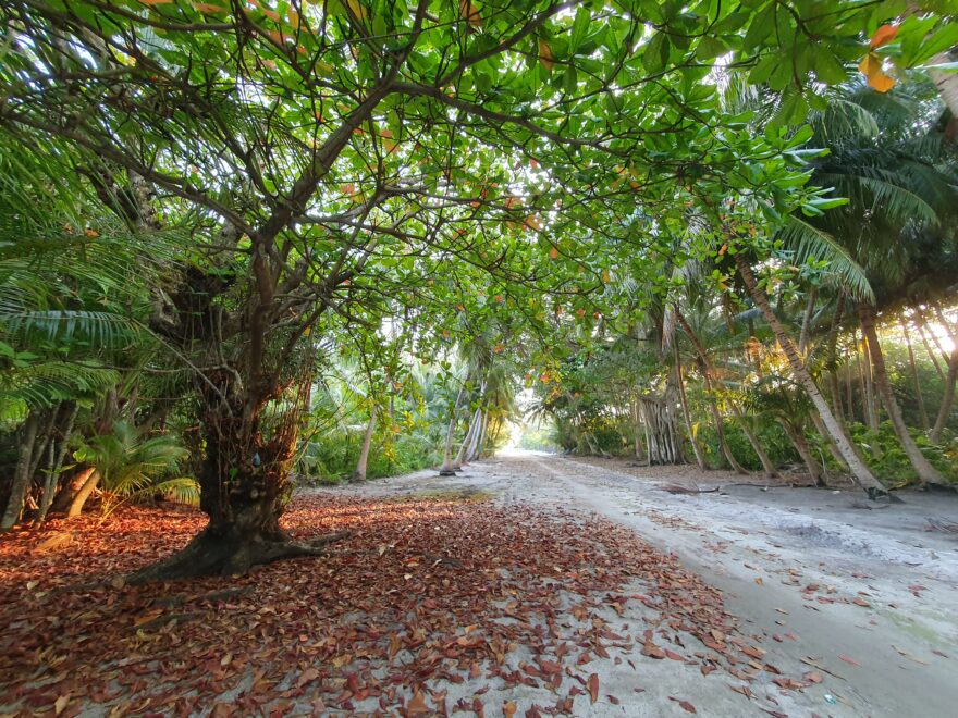 Široká cesta vede tropickým lesem až v jižnímu cípku ostrova