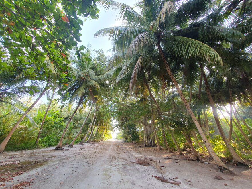 Hlavní ostrovní ulice vede ve své druhé půlce krásným stinným lesem