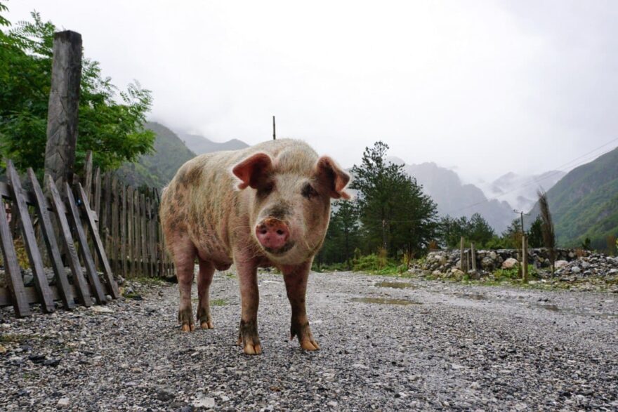 Prase na ulici albánské vesničky