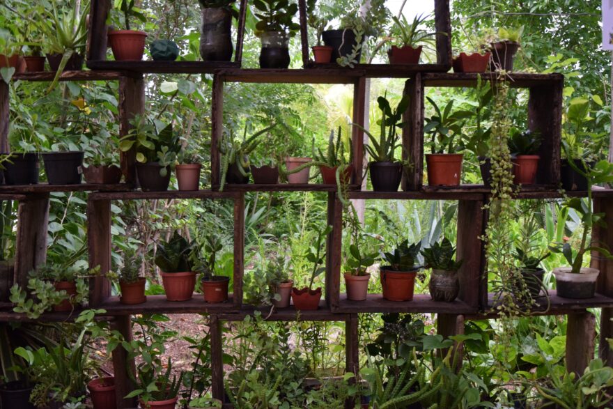 Rostlinná rozmanitost