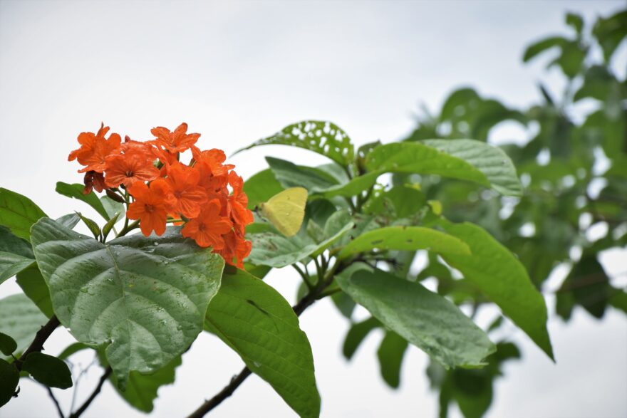 Yucatán je doslova posetý motýli