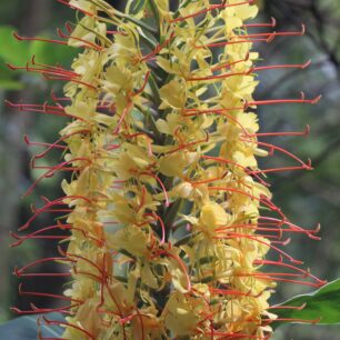 Květ zázvoru intenzivně voní