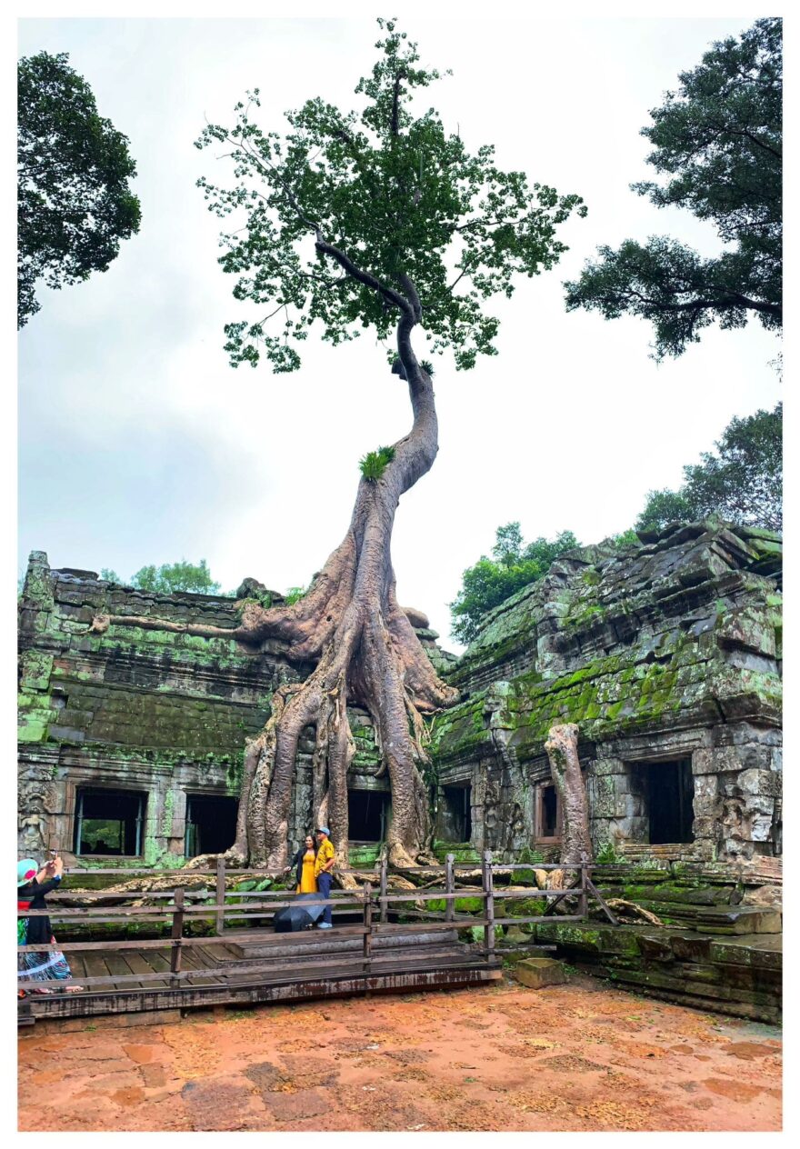 Z ruin ikonického chrámu Ta Prohm vyrůstají stromy