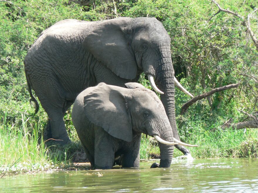 JIŘÍ KUBERNÁT / Ugandou křížem krážem