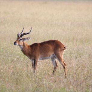 JIŘÍ KUBERNÁT / Ugandou křížem krážem