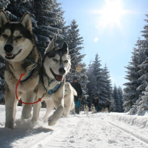 Spřežení táhne saně © Thüringer Tourismus GmbaH/www.huskyerlebnisse.de