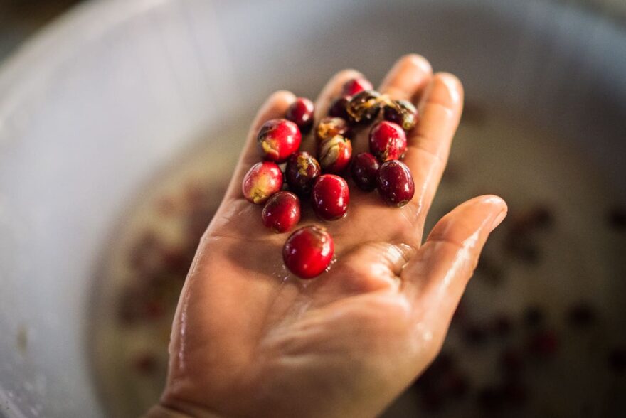 Sklizeň kávy. Foto: Matouš Vinš