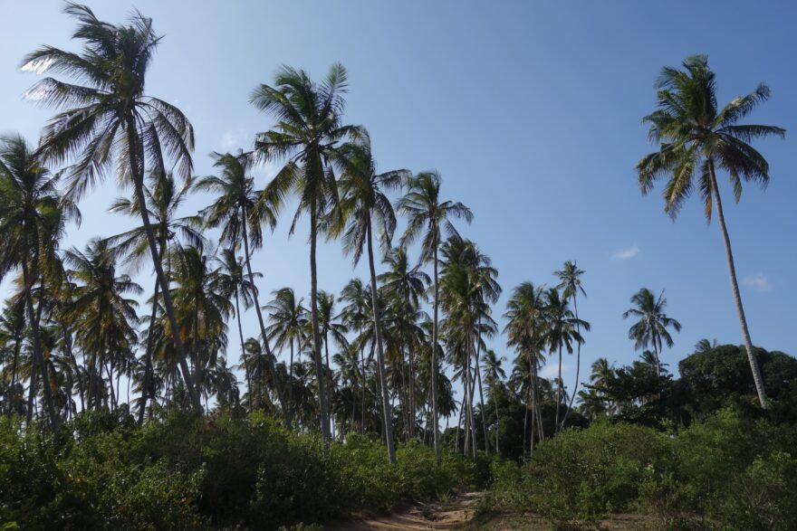 Palmový háj uprostřed ostrova Unguja. Foto: Jan Prokeš