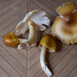 I muchomůrky nasbírané indiány v horách (na vlastní nebezpečí)