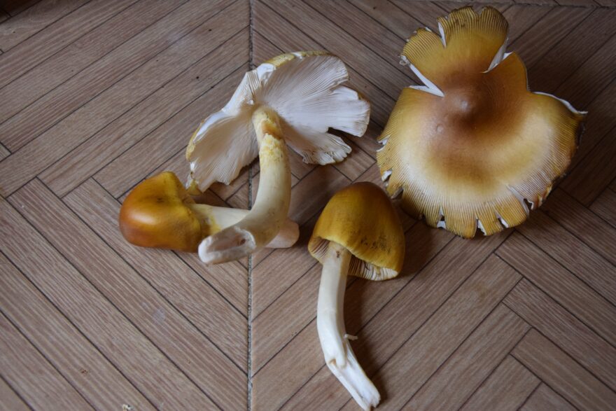 I muchomůrky nasbírané indiány v horách (na vlastní nebezpečí)