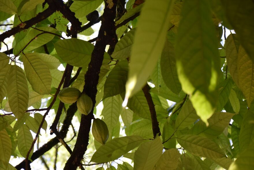 Kakaové boby, pochoutka a dřívější měna starých Mayů