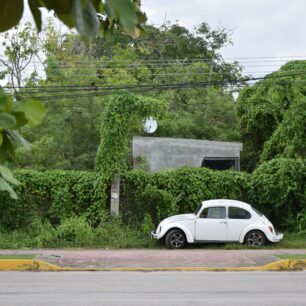 Oblíbený mexický brouk