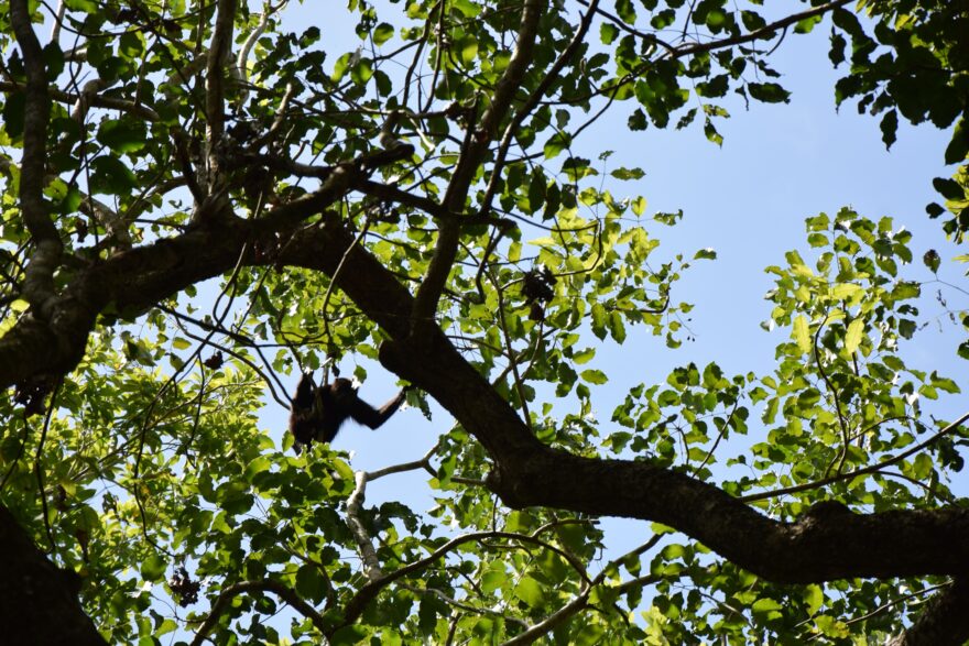 Zcela netušeně můžete být pozorováni tlupou opic